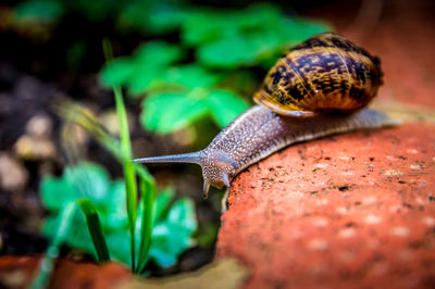 Close-up of snail