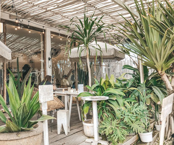 Potted plants in greenhouse