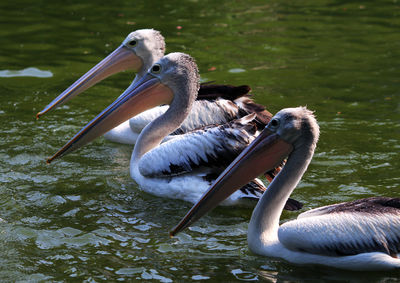 Swans swimming in lake