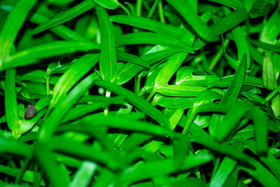 Full frame shot of wet grass