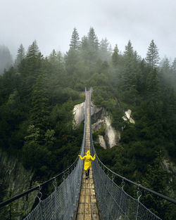 Footbridge amidst trees in forest