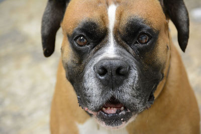 Close-up portrait of dog