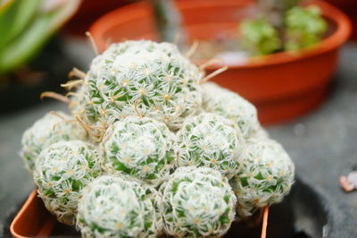 Close-up of potted plant