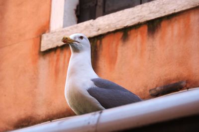 Close-up of bird perching on wall