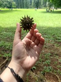 Cypress fruit