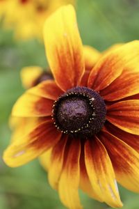 Close-up of yellow flower