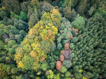 Autumn forest from drone