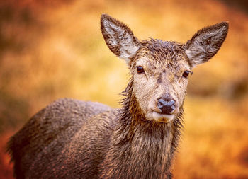 Close-up portrait of deer