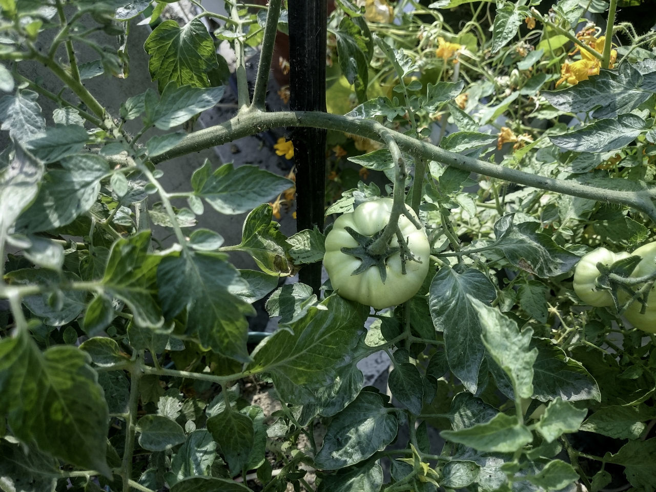 CLOSE-UP OF FRUIT HANGING ON TREE