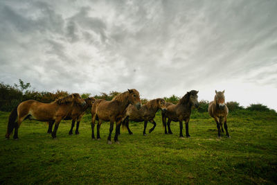 Horses on a field