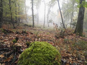 Plants and trees in forest