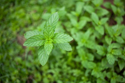 Fresh peppermint leaves is a herbal ayurveda medicinal plant. pudina plant