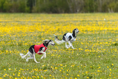 Saluki dogs in red and white shirts running and chasing lure in the field on coursing competition