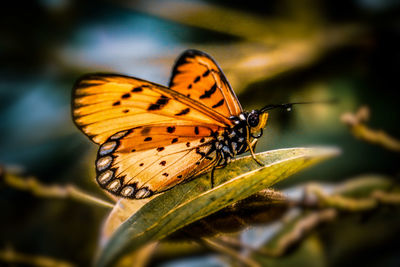 Butterfly on leaf