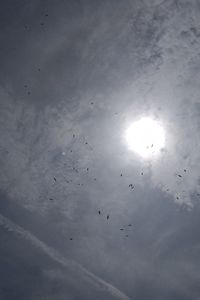 Low angle view of birds flying in sky