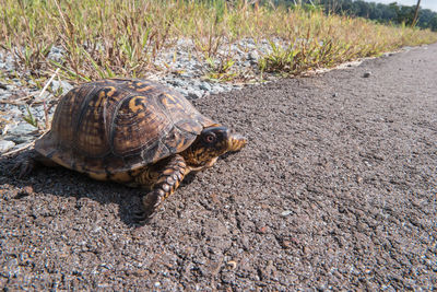 View of turtle on road