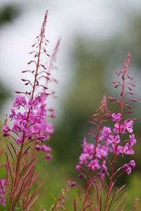 Close-up of pink flowers