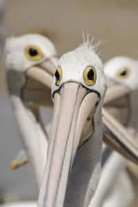 Close-up of pelican