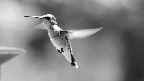 Hummingbird flying by feeder