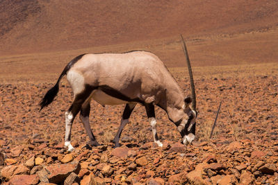 Horse standing on field