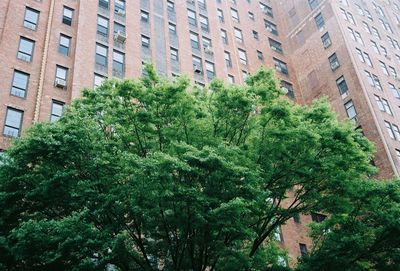 Low angle view of tree by building in city
