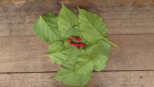 Close-up of green plant on wood