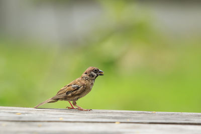 Sparrow bird eating paddy seed in bill