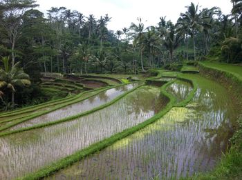 Scenic view of rice field against sky