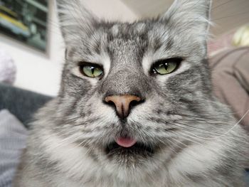 Close-up portrait of cat at home