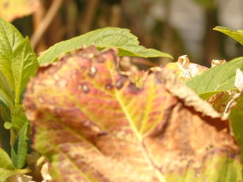 Close-up of fresh green plant