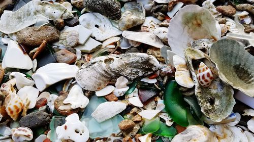 Close-up of seashells