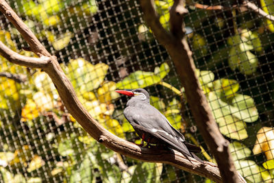 Low angle view of bird perching on branch in cage