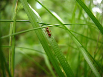 Low angle view of fire ant on grass blade