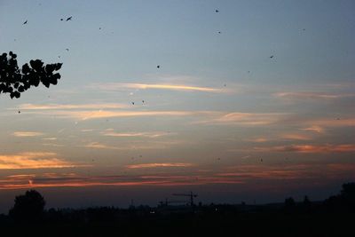 Silhouette of trees at sunset