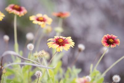 Close-up of flowering plants on field