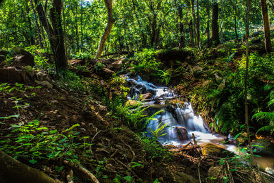 Scenic view of stream flowing in forest