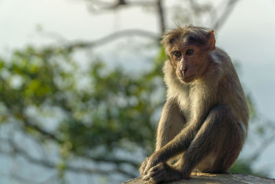 Portrait of monkey sitting on tree at wayanad western ghats