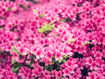 Close-up of pink flowers