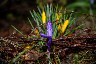 Close-up of purple crocus flowers on land