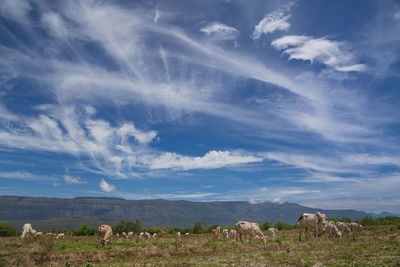 Cows grazing on landscape against sky