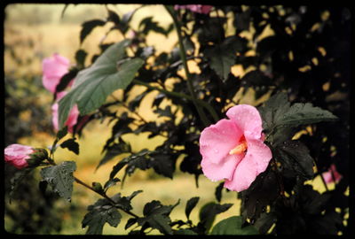 Close-up of pink flower