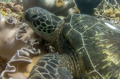 Turtle ocean diving among the coral