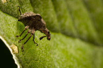 Close-up of insect on leaf