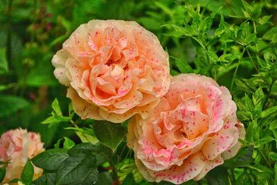 Close-up of pink rose