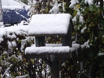 Close-up of frozen tree during winter