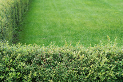 Full frame shot of plants on field