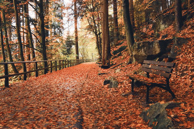 Trees and leaves in forest during autumn