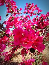 Close-up of pink cherry blossoms against sky