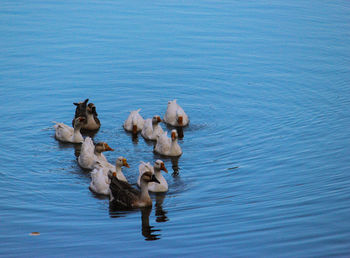 High angle view of swans swimming on lake