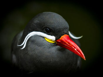 Close-up of bird